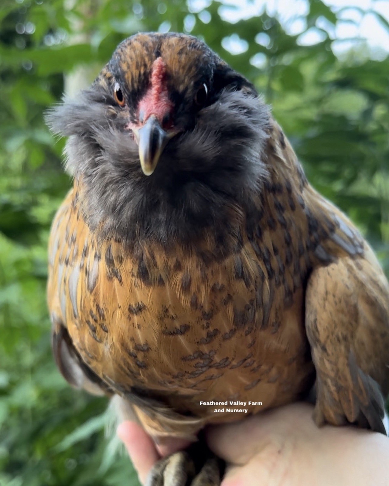12 Frizzle Americana Hatching Eggs -NPIP