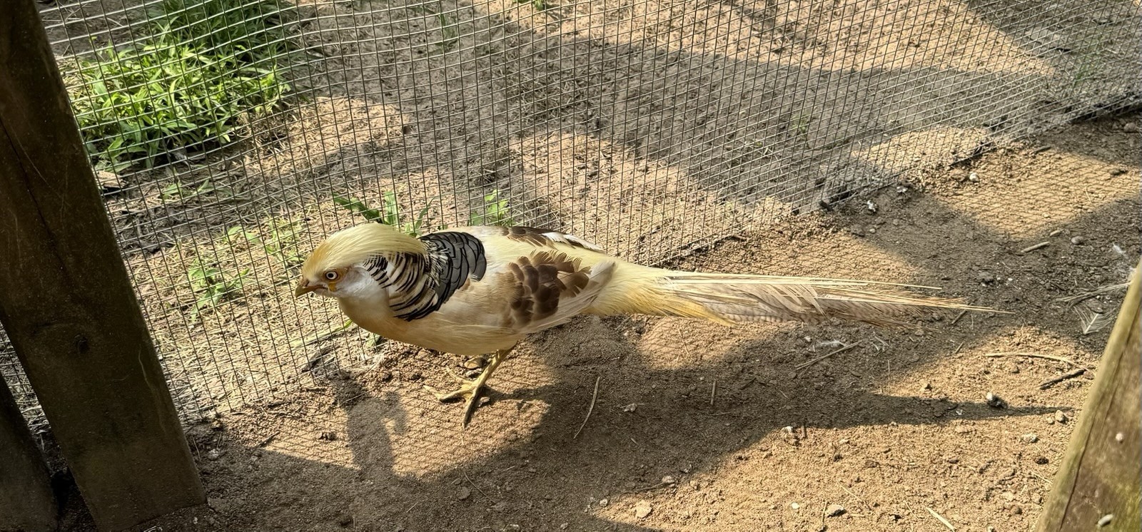 10 Pure Yellow Golden Pheasant Hatching Eggs