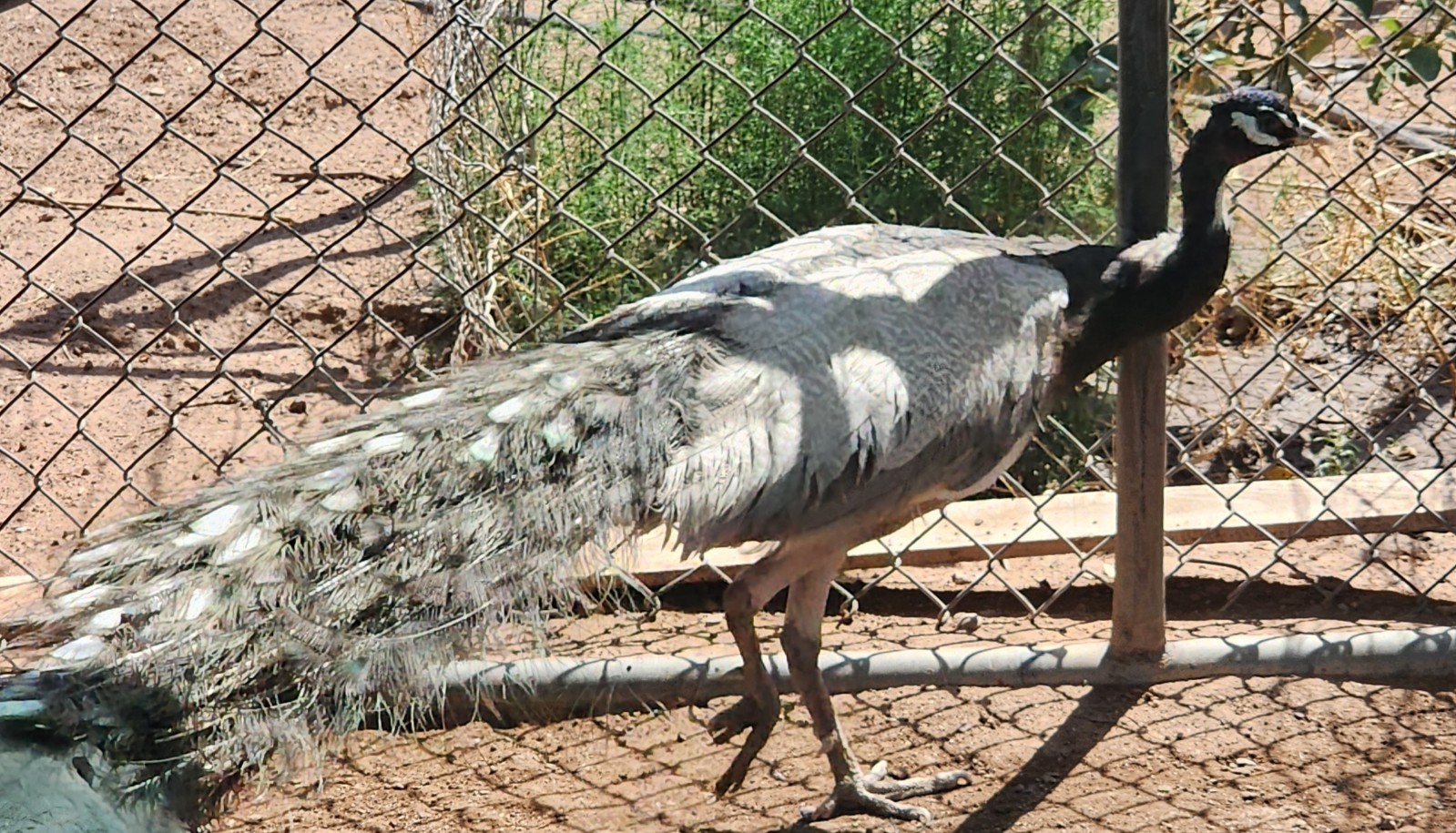 Peacock Hatching Eggs (Presale - Actively Laying) 5 Eggs