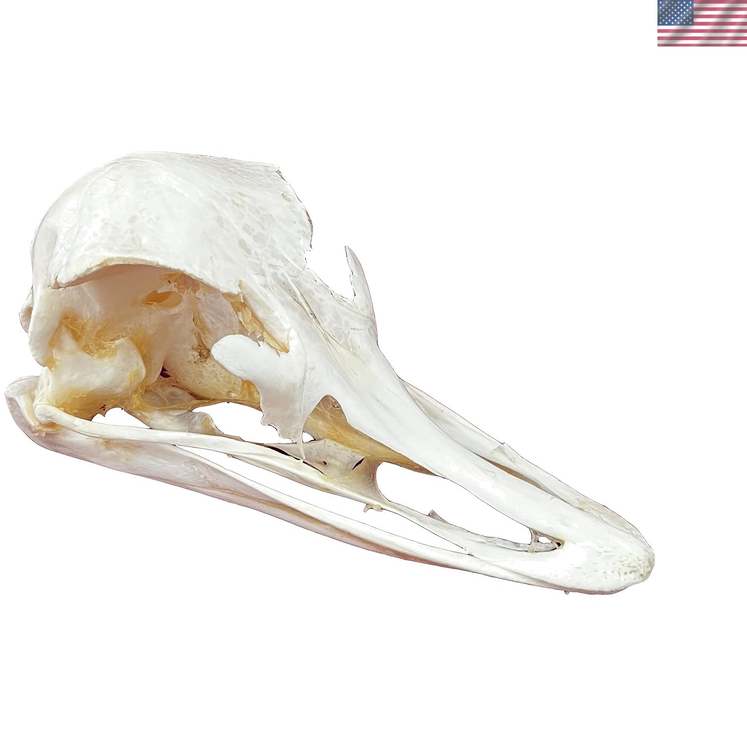 Taxidermy Real Animals Skulls, Real Bones Specimen, Taxidermy Supplies for Sc...