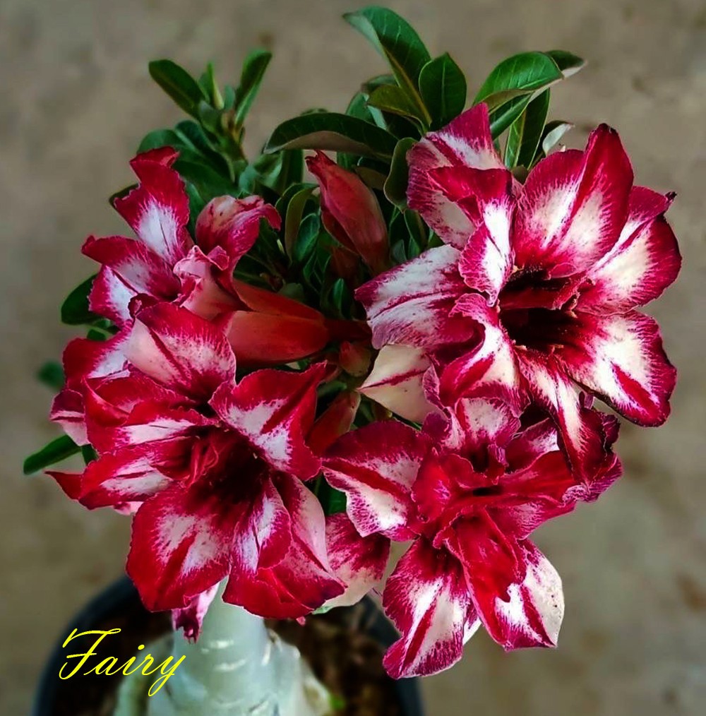 New! Adenium Obesum Desert Rose "FAIRY " 200 Seeds