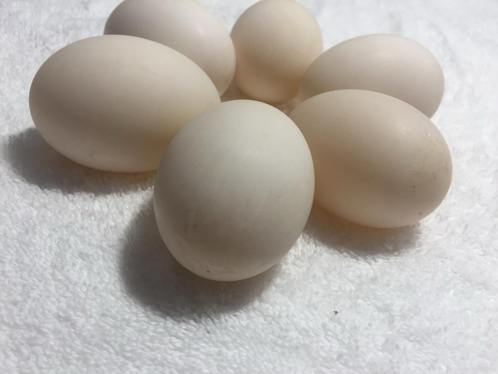 Fertile Duck Hatching Eggs, - Lot of 12