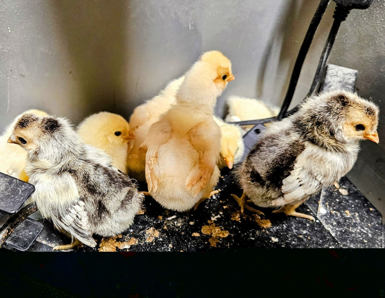 Hatching Eggs Polish White Crested 8+ Blue, Black, Splash