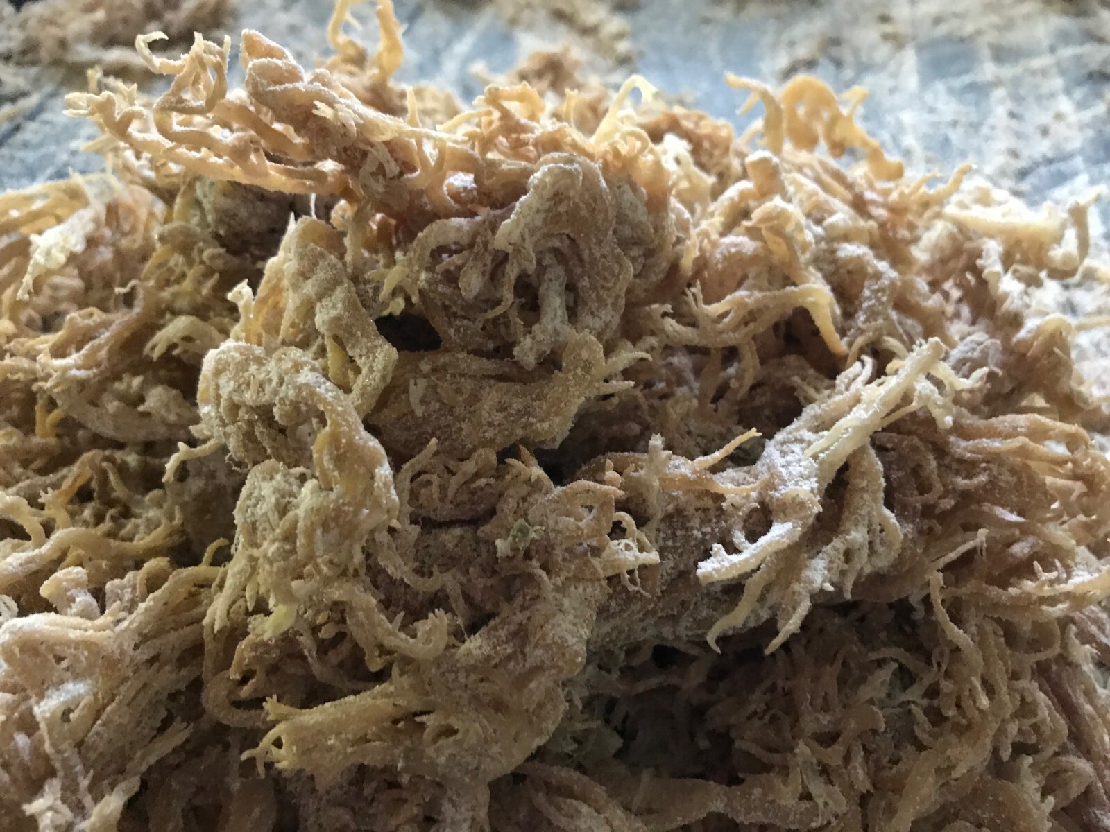 Jamaican DR SEBI Irish Moss Sea Moss 1 lb | Raw Wild Crafted VEGAN Superfood