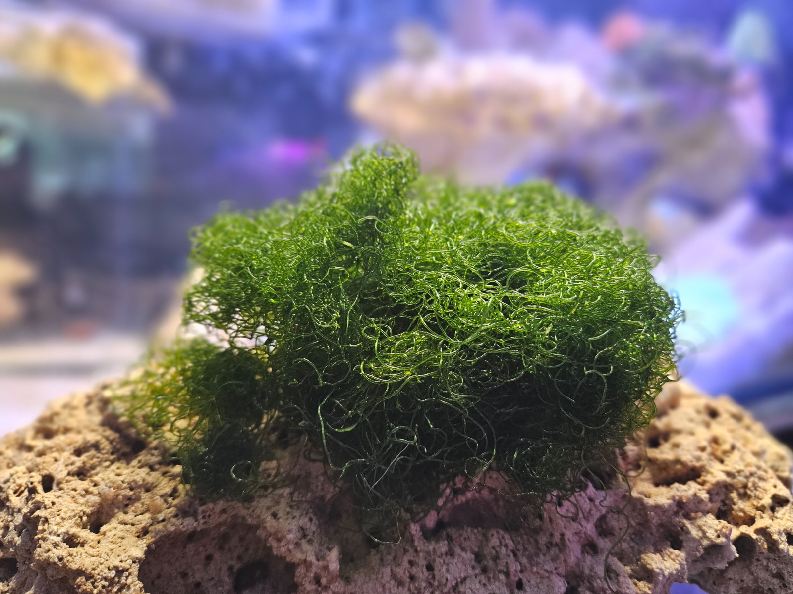 2 Cup  Chaetomorpha Macro Algae Super Chaeto FEDEX 2 Days ! 1 oz with Gift!!