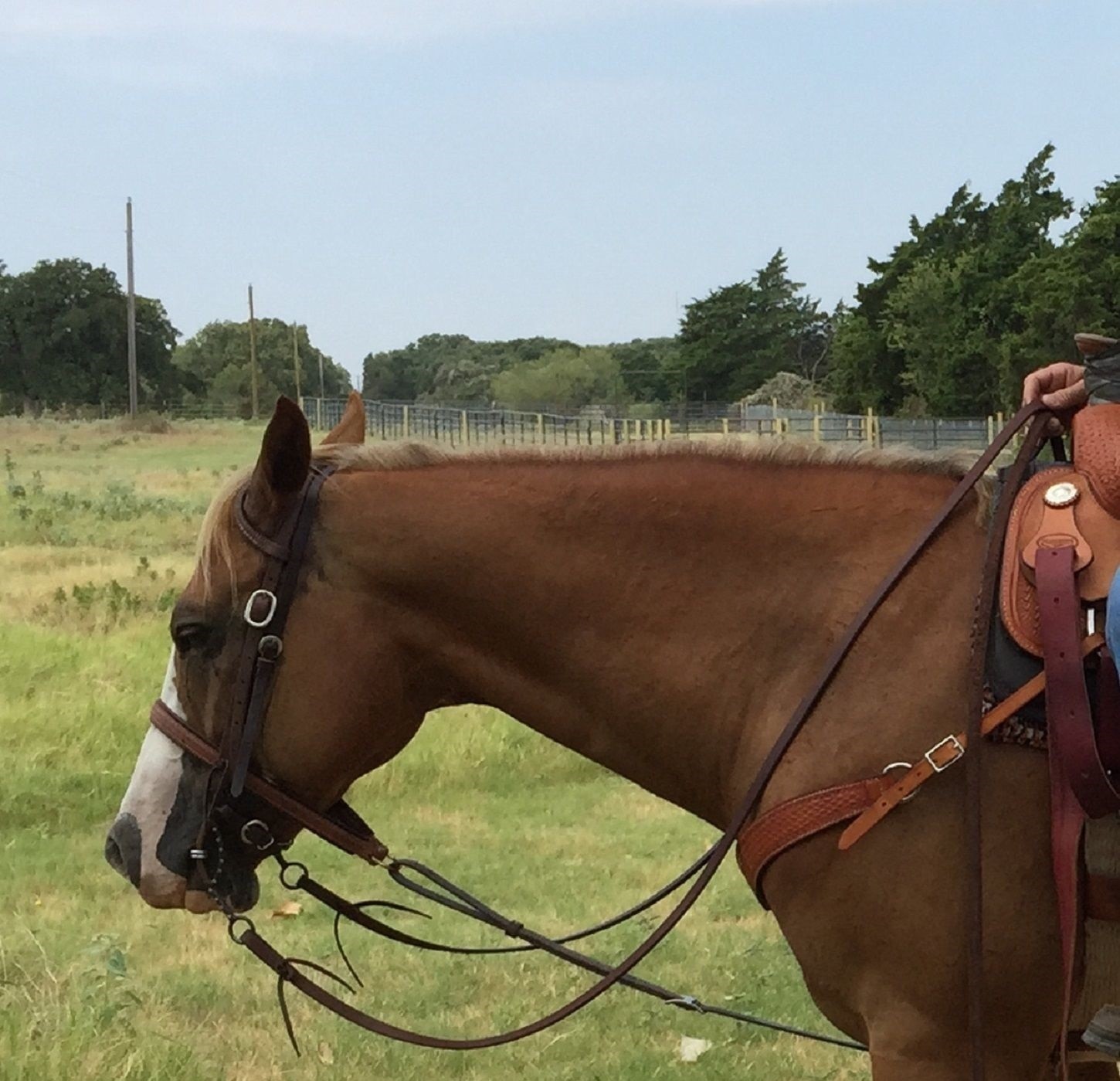 Working Cowboy Split Reins Heavy Oil Dipped 5/8" x 8' Weighted Ends