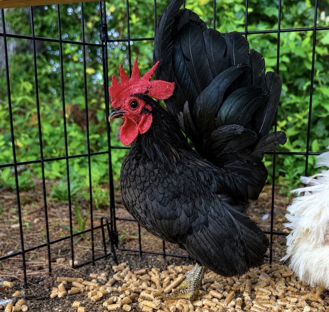 Hens choice- assorted bantam hatching eggs
