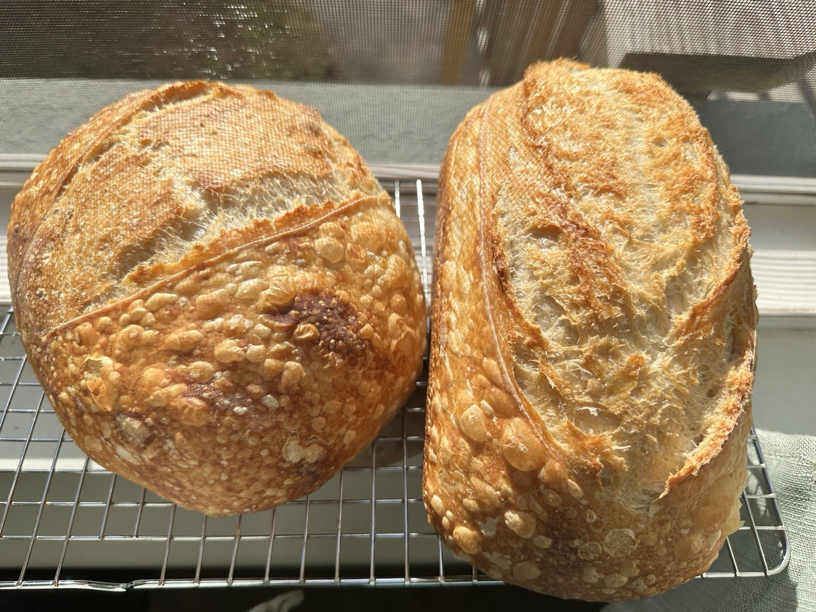 Established Dehydrated Sourdough Starter - wildly active!