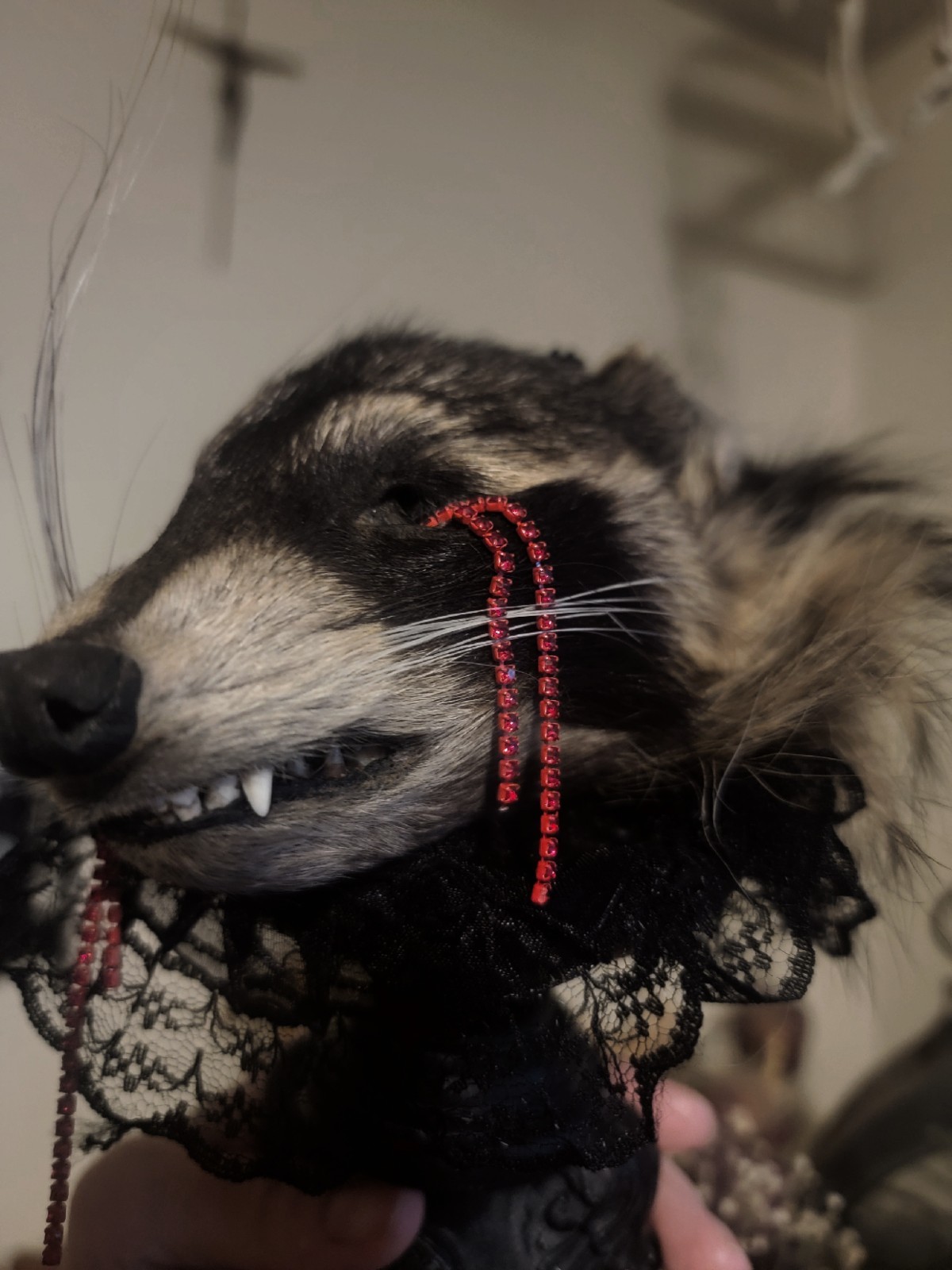 Gothic Mummified Raccoon Head