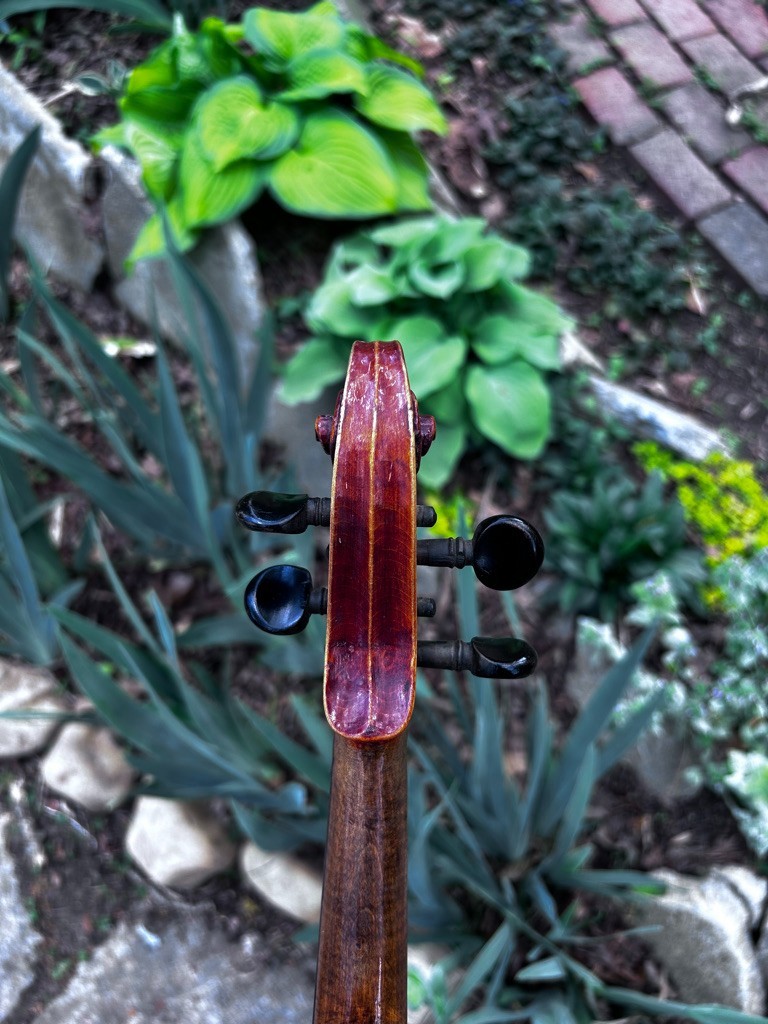 violin