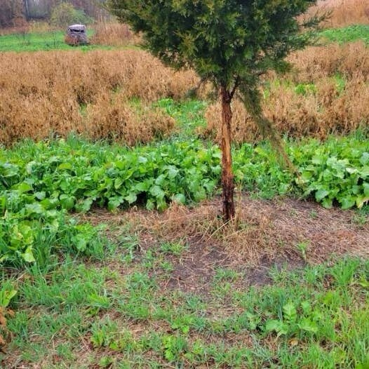 Annual Fall Food Plot Mix