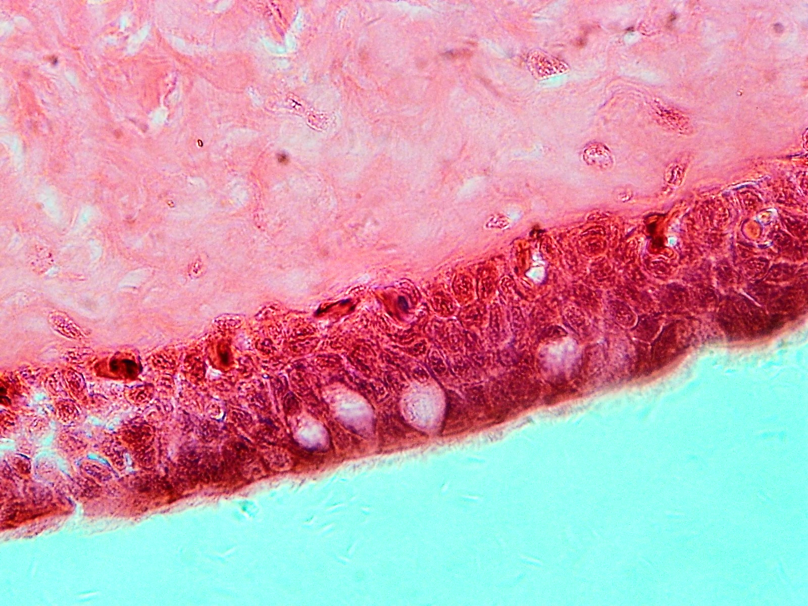 Histological Microscope Slide Preparations (100) - Zoological and Botanical