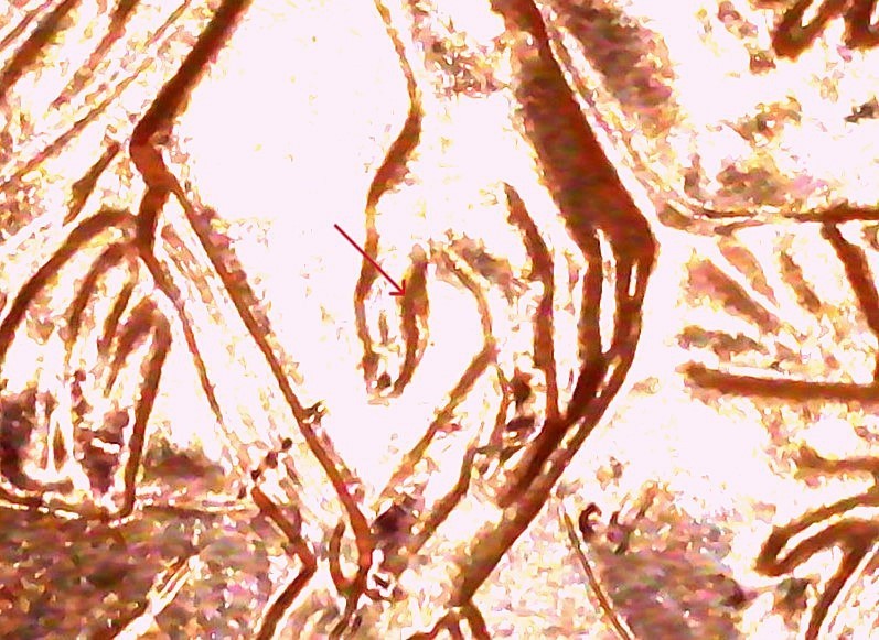 2009-P Lincoln Formative Years - WDDR-008- Error Cent