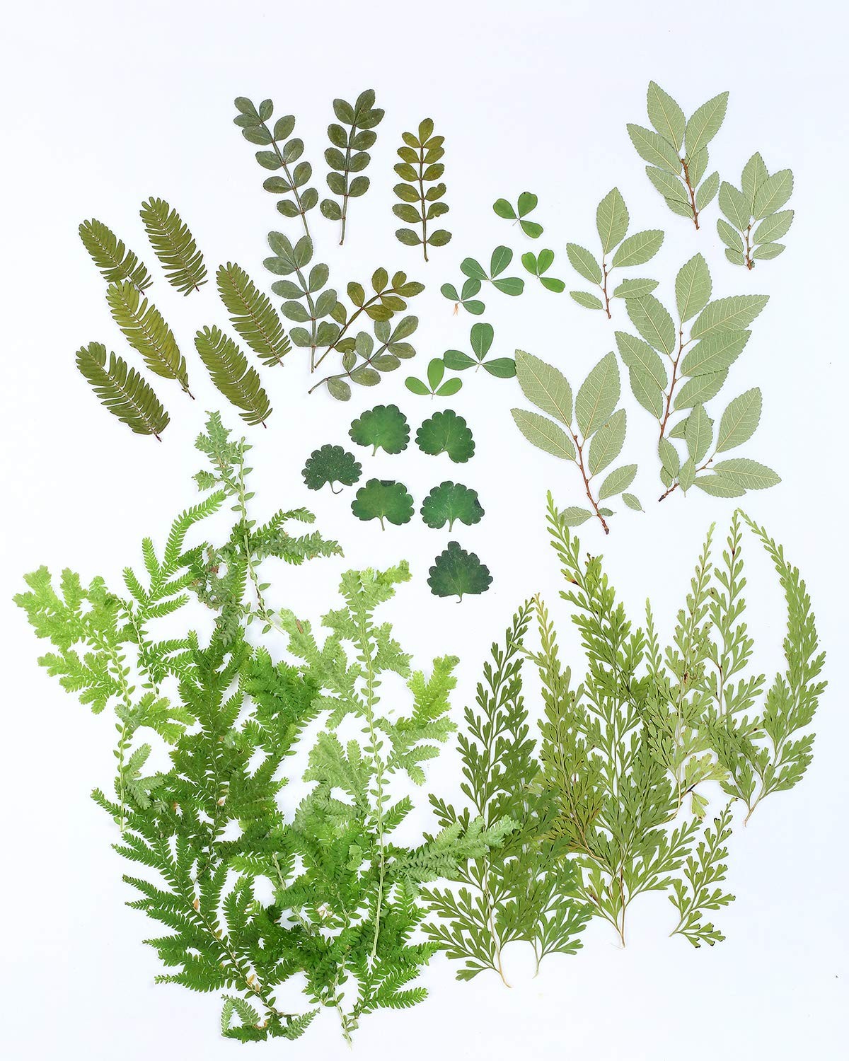 Pressed Dried Real Leaf Flowers 42pcs Plant Herbarium Resin Jewelry Craft