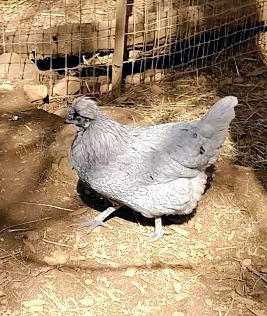 6 Fancy & Rare Breed Chicken Hatching Eggs