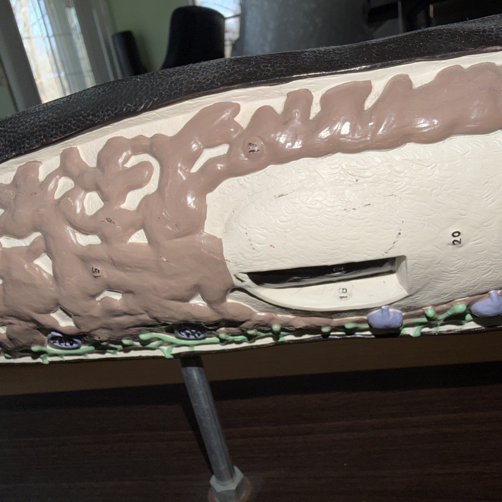 Anatomical Model Planarian Flatworm Bobbitt Laboratories
