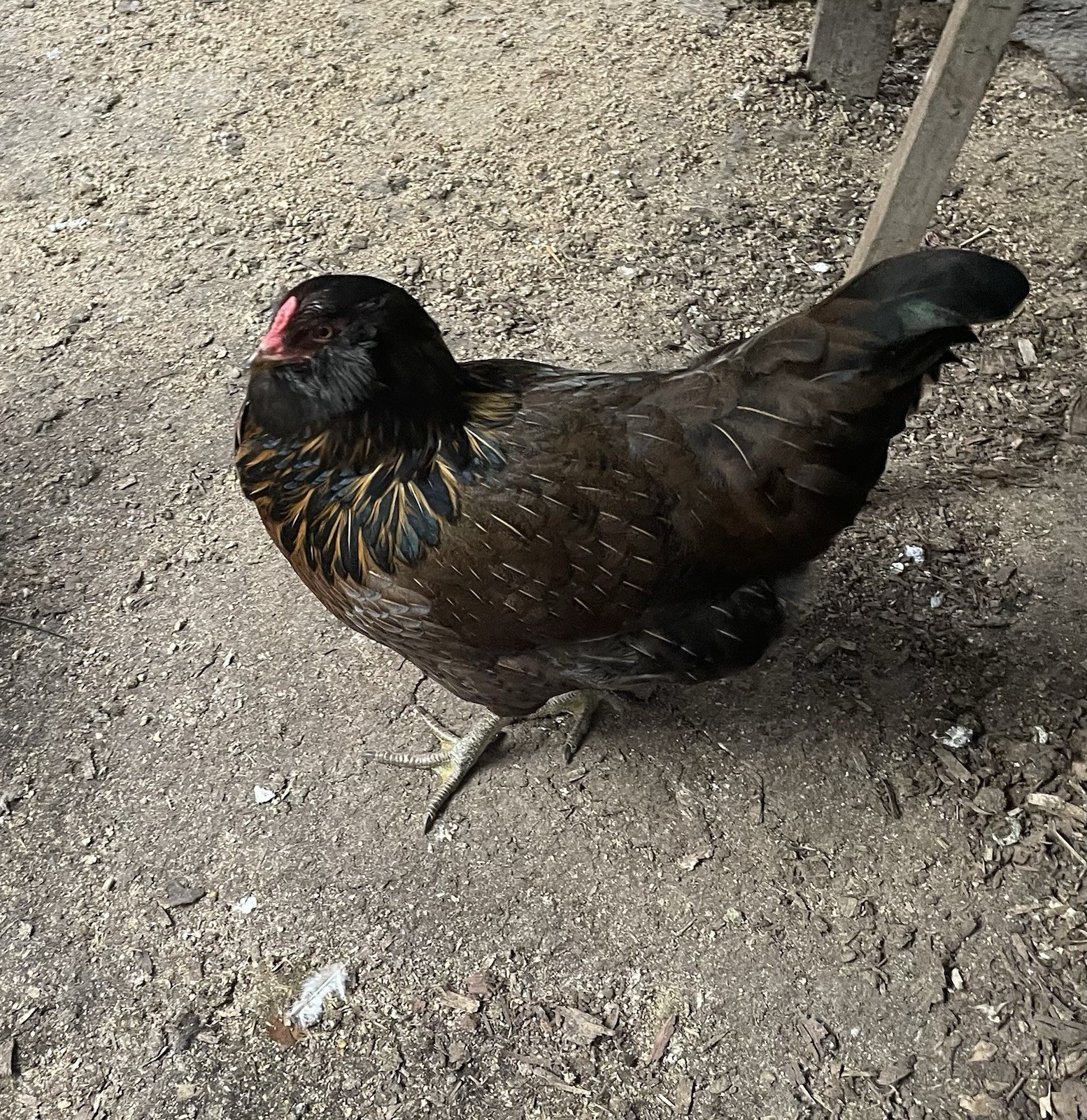 6+ fertile chicken hatching eggs