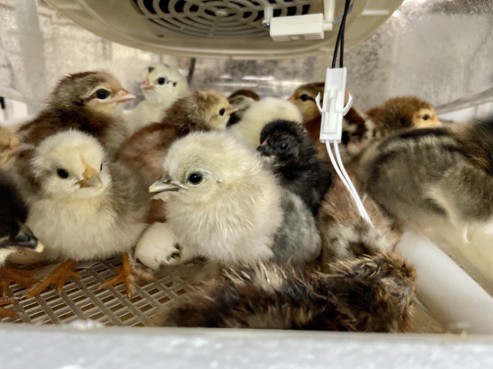 12 Fresh and Fertilized Barnyard Mix Rainbow Assortment Chicken Hatching Eggs!
