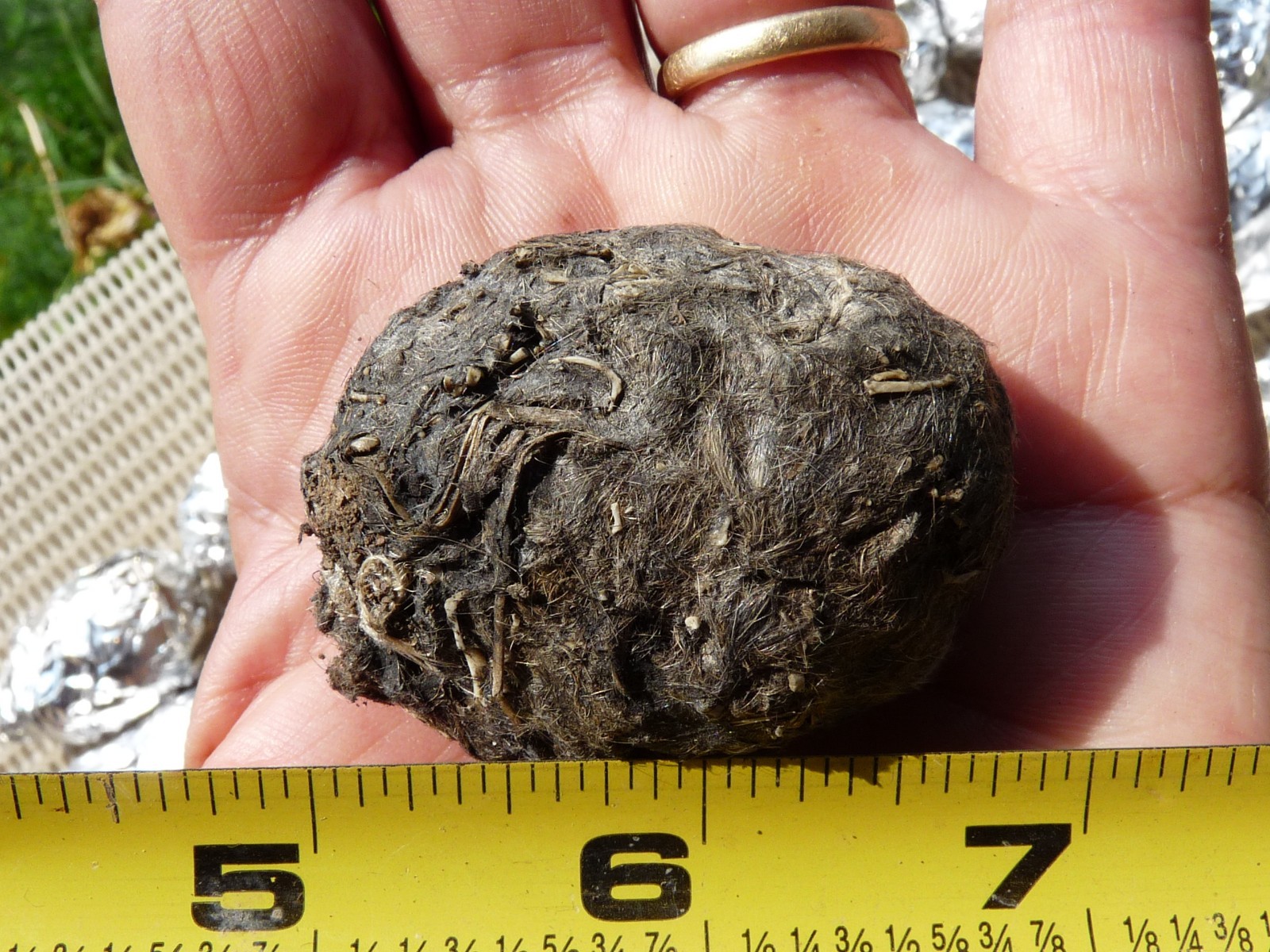 30 LARGE STERILIZED BARN OWL PELLETS