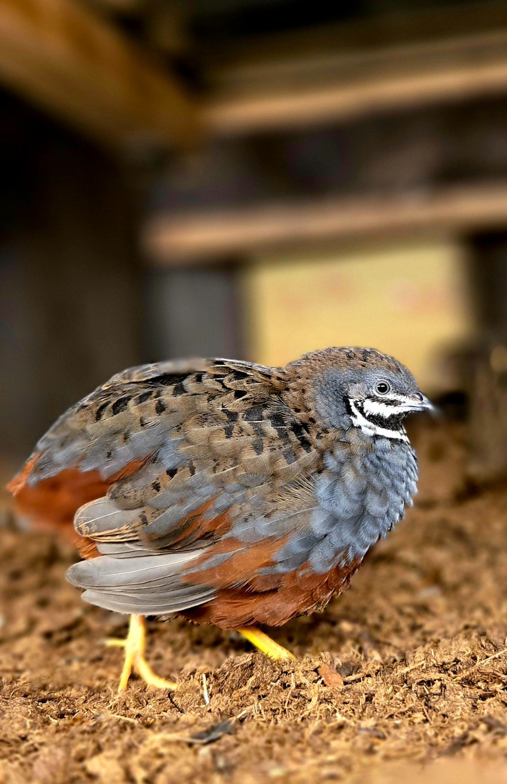 Button Quail - Hatching Eggs- Chinese Painted SPECIAL RARE. 6++ Eggs!
