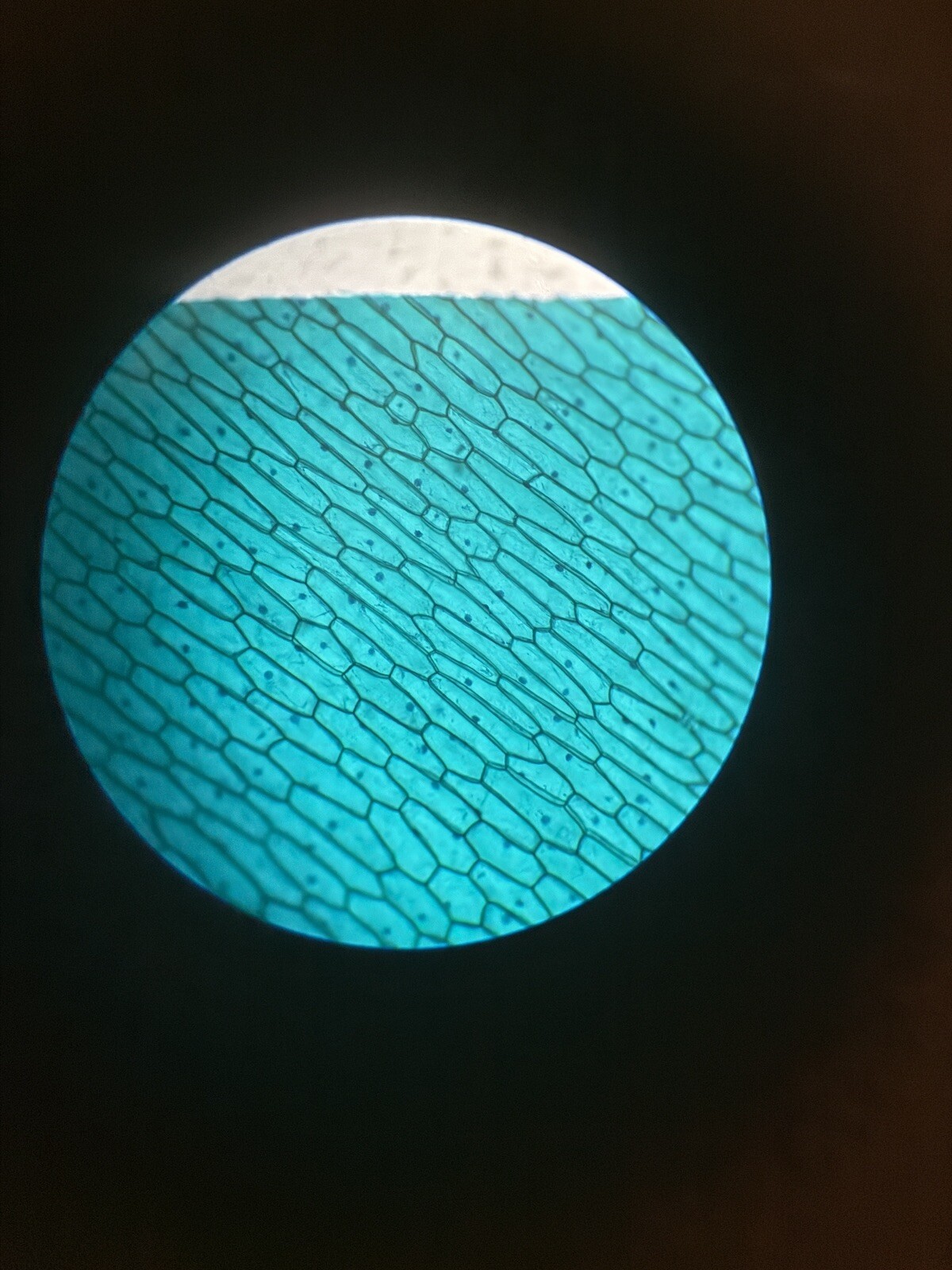 Microscopy Bundle