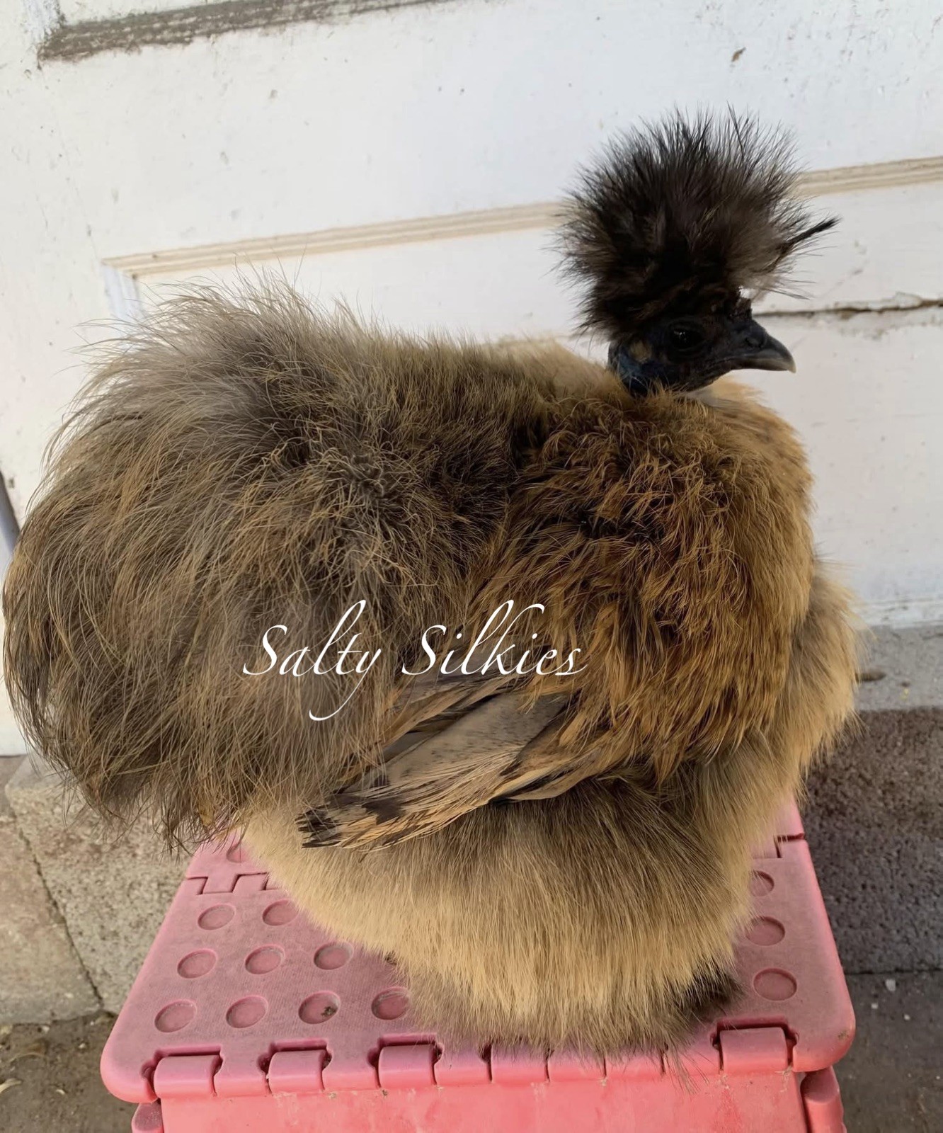 Silkie Hatching Eggs 10+