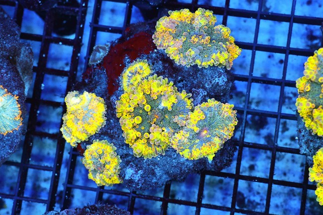 ULTRA Lightning Ricordea Mushroom Colony WYSIWYG - SAQ Coral Farm