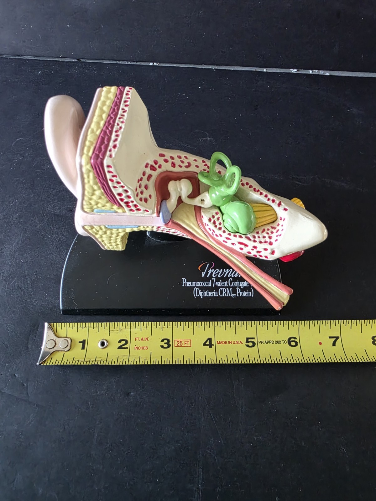 3D Scientific Human Ear Anatomical Display Model Inner Canal Pharma Design 2001