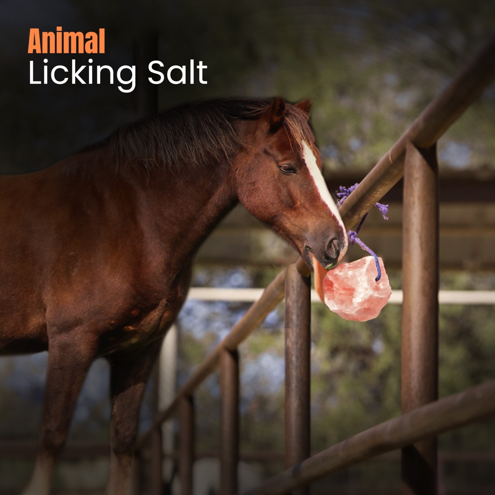 Horse Treats – Natural Himalayan Salt Lick Mineral Block for Horses (Pack of 12)