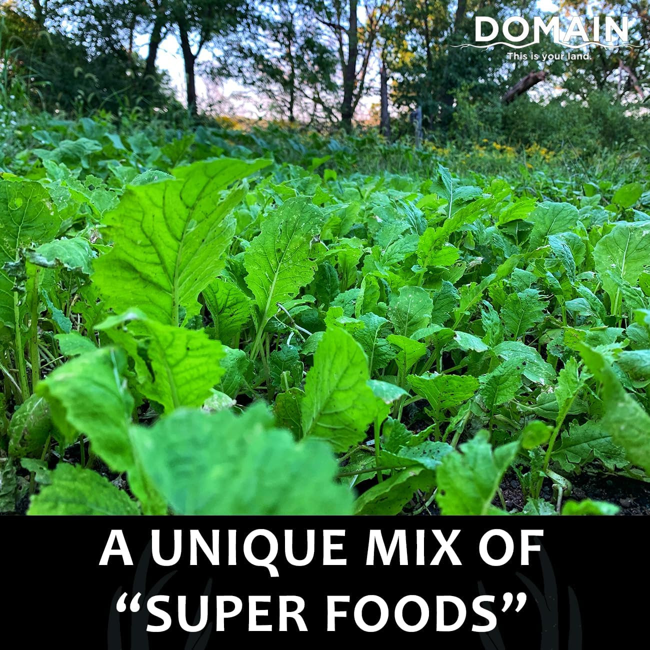 Outdoor Bombshell Food Plot Seed for Deer, 1/2 Acre, Designed to Handle the Toug