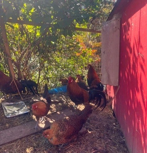 10+ Golden Deathlayer Hatching Eggs Purebred Rare Breed
