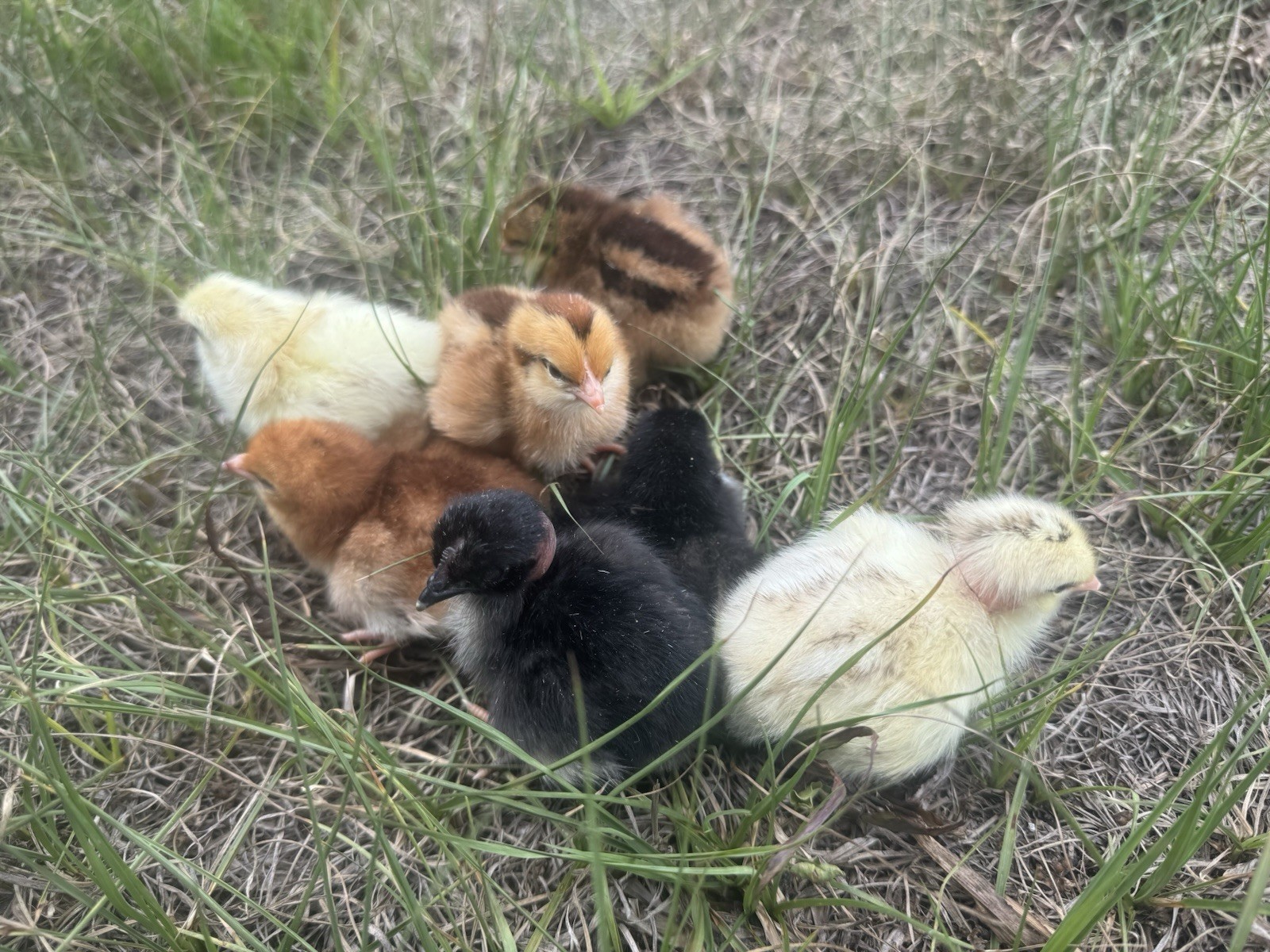 6+ Turken and Rhode Island Red MIX fertile chicken hatching eggs( fresh).