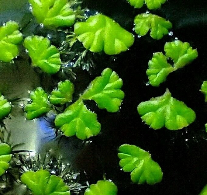 Ricciocarpos Natans (Rare Purple Fringe Floaters) Live Floating plant