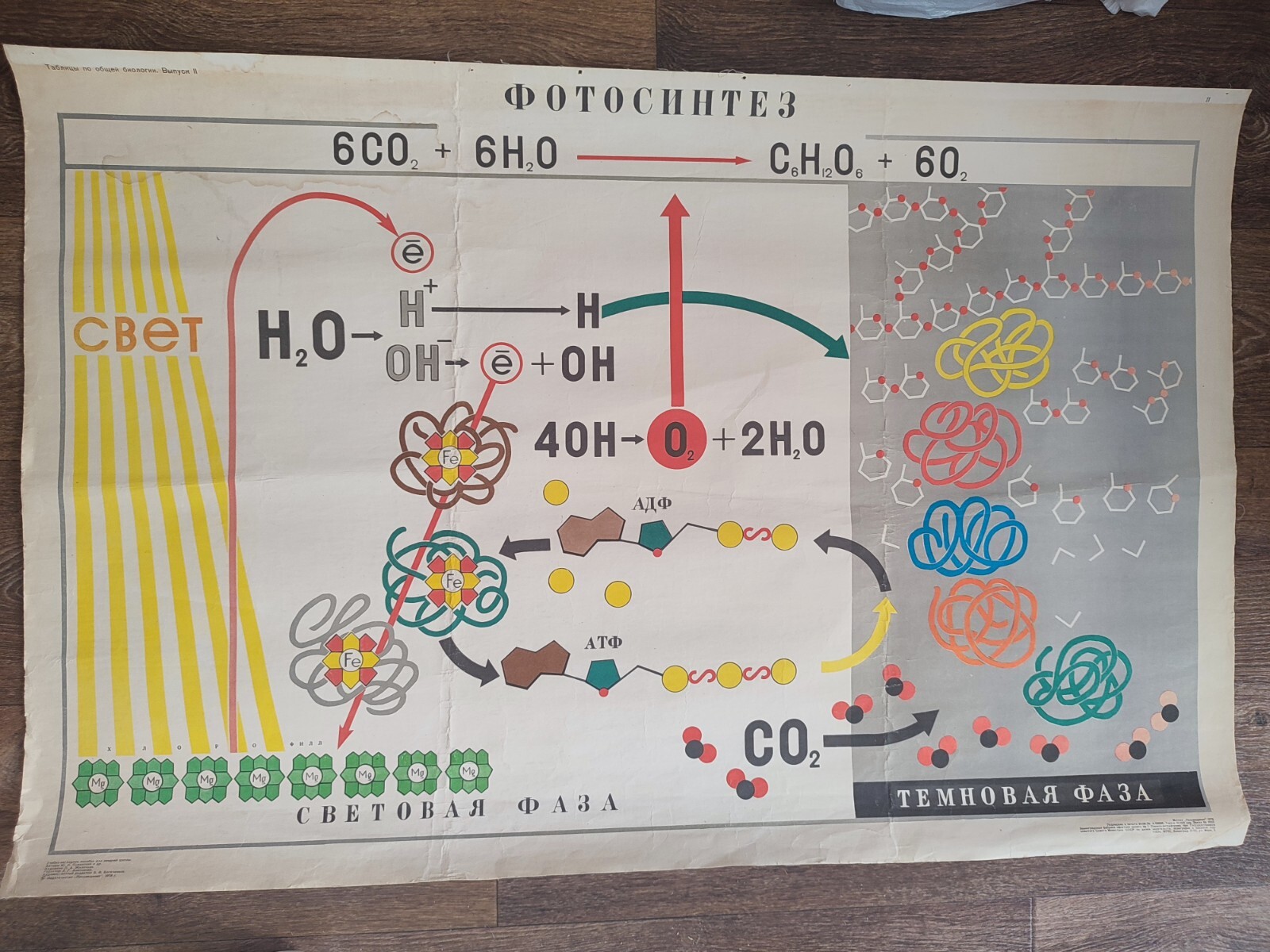 PHOTOSYNTHESIS BIOLOGY BOTANIC VINTAGE SCHOOL CHART ORIGINAL 1978