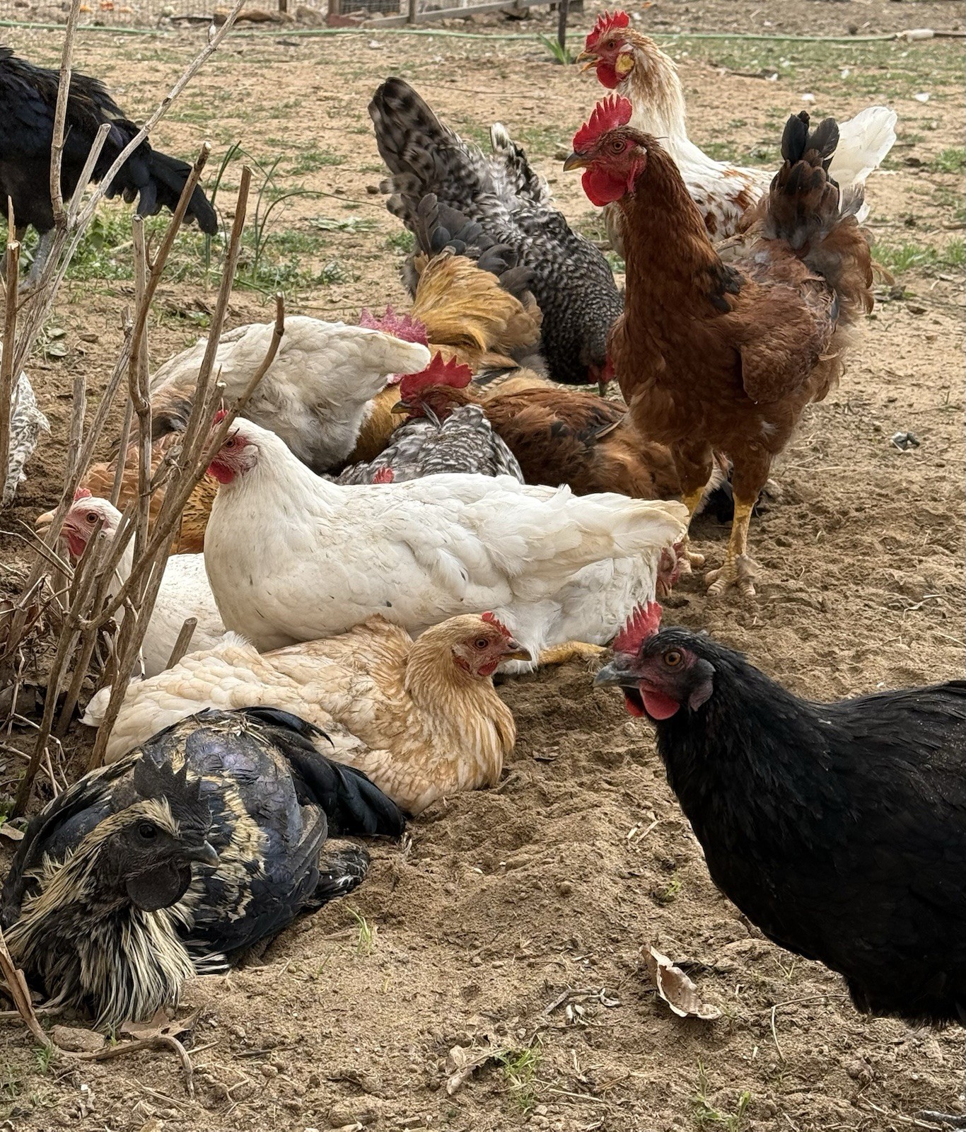 18 Count Fertilized Barnyard Mix Assortment Chicken Hatching Eggs
