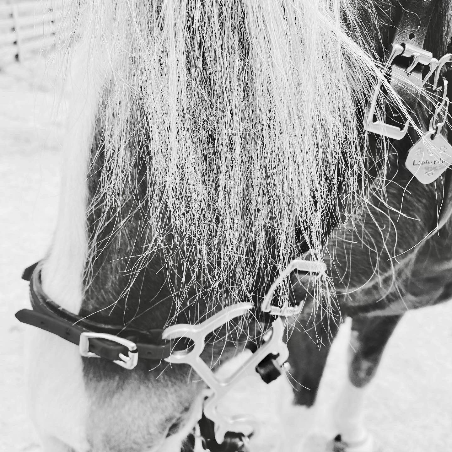 ** Highest Quality Aluminum "S" Hackamore Shanks