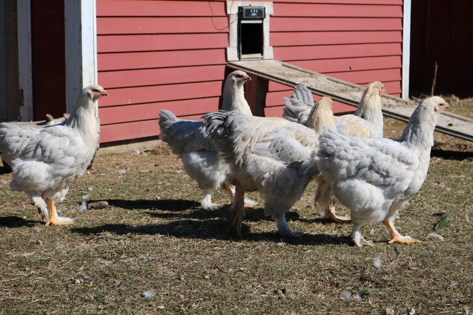 12+ Isabel Large Breed Brahma Hatching Eggs