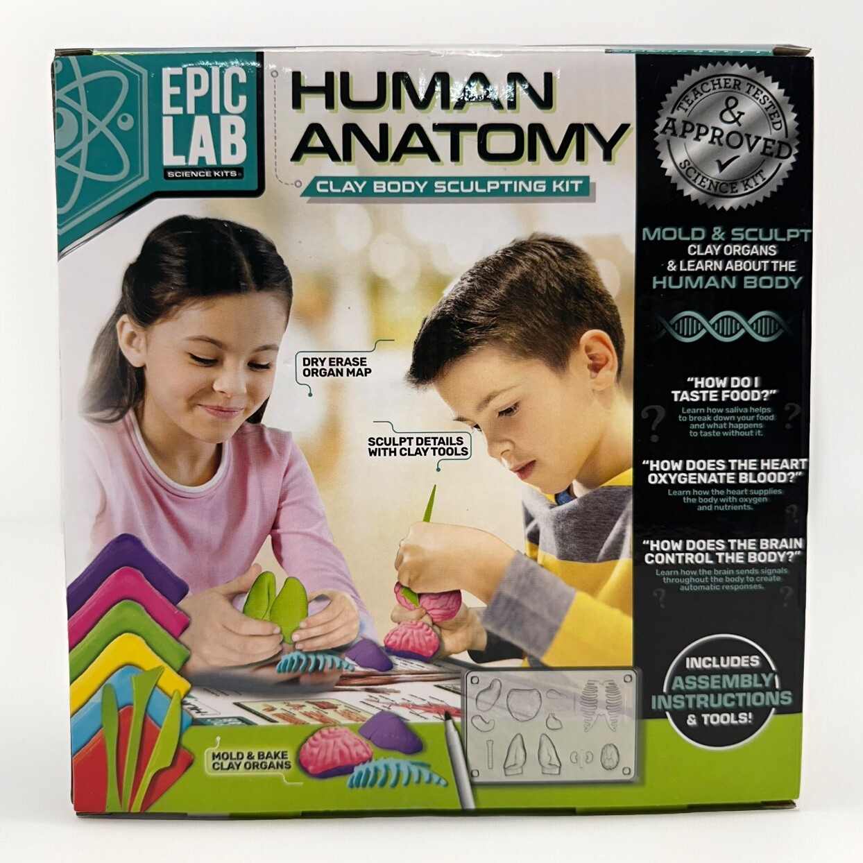 Epic Lab Science Kit - Human Anatomy Body Clay Sculpting Kit Homeschool School