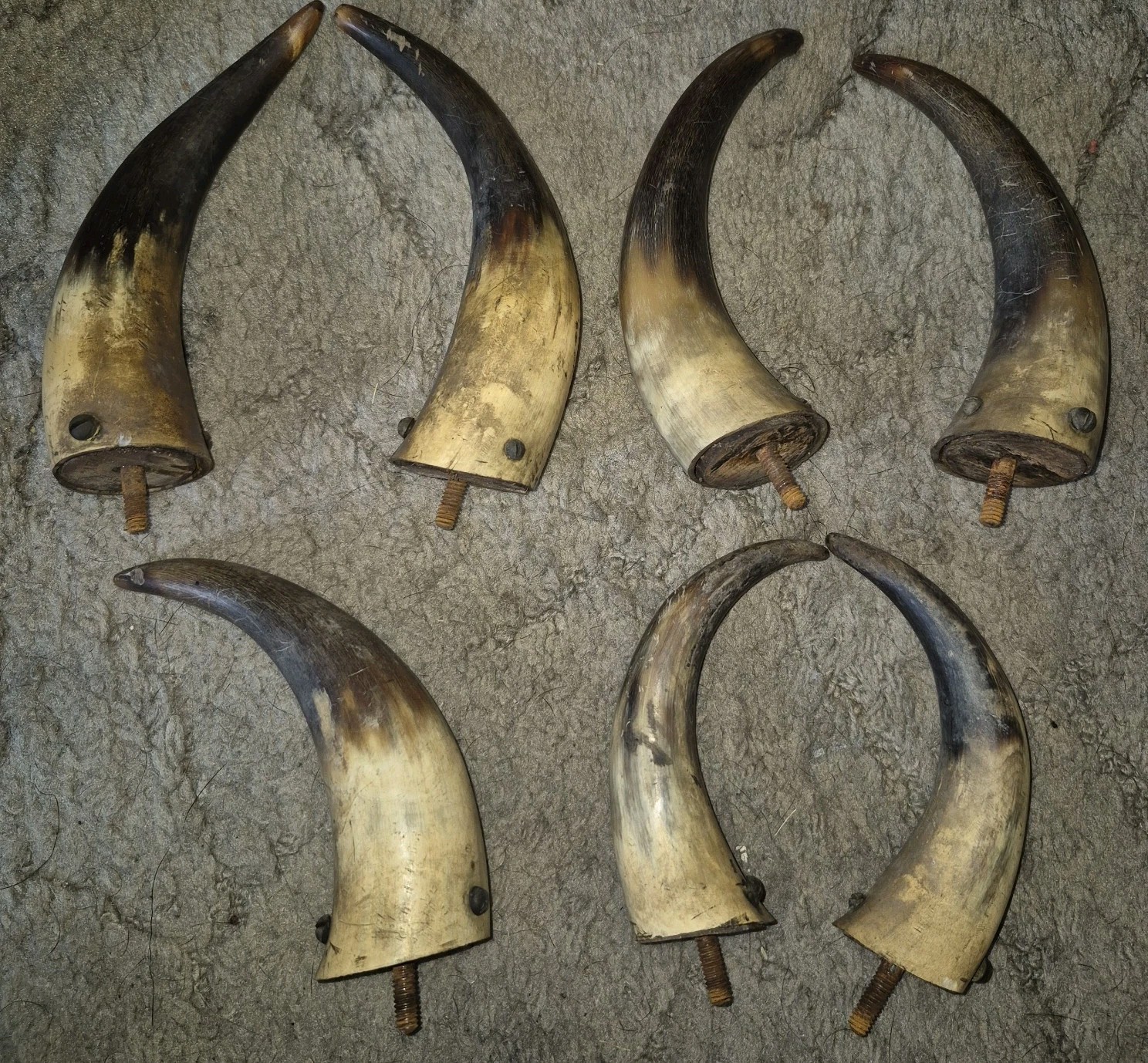 Lot Of 7 Vintage Black Powder Horns W/ Screws In Place On Bases Look Estate Buy