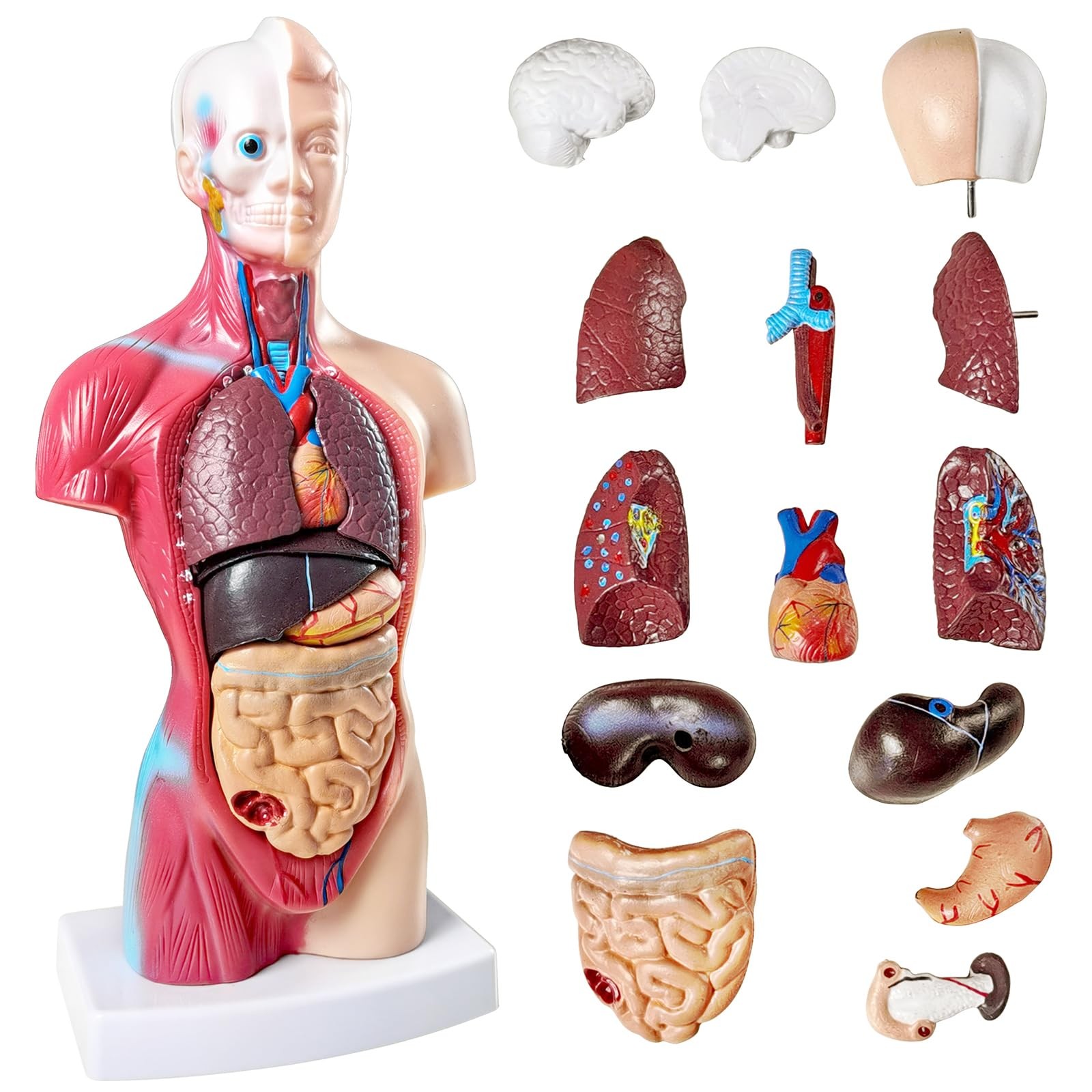 HORIZON Newest 2024 Human Anatomy Torso Model 10.5 Inch Anatomical Assembly Mode