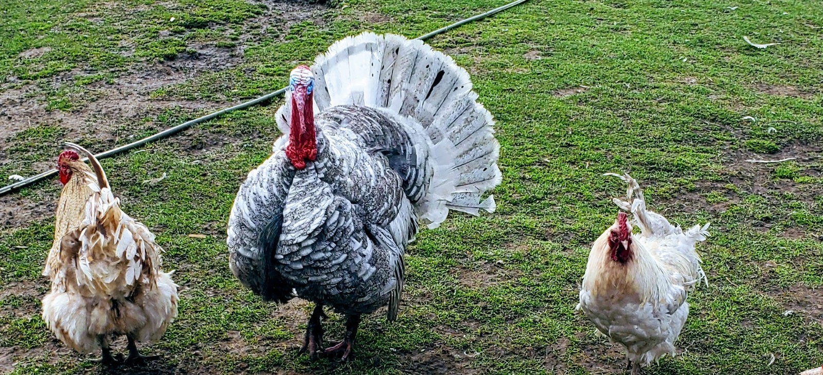 Turkey Hatching Eggs 6+Mixed Breeds Mottled Slates Sweetgrass Crossed With Royal