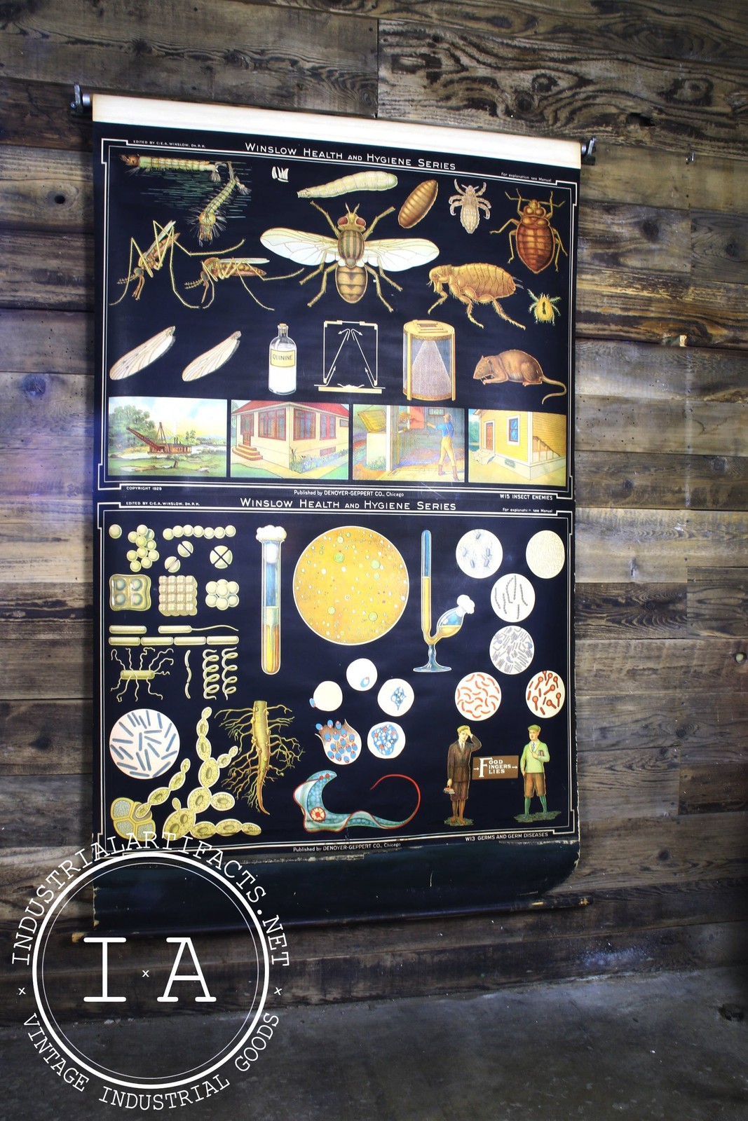 Early 1900s Biological Diagram Pulldown Screen
