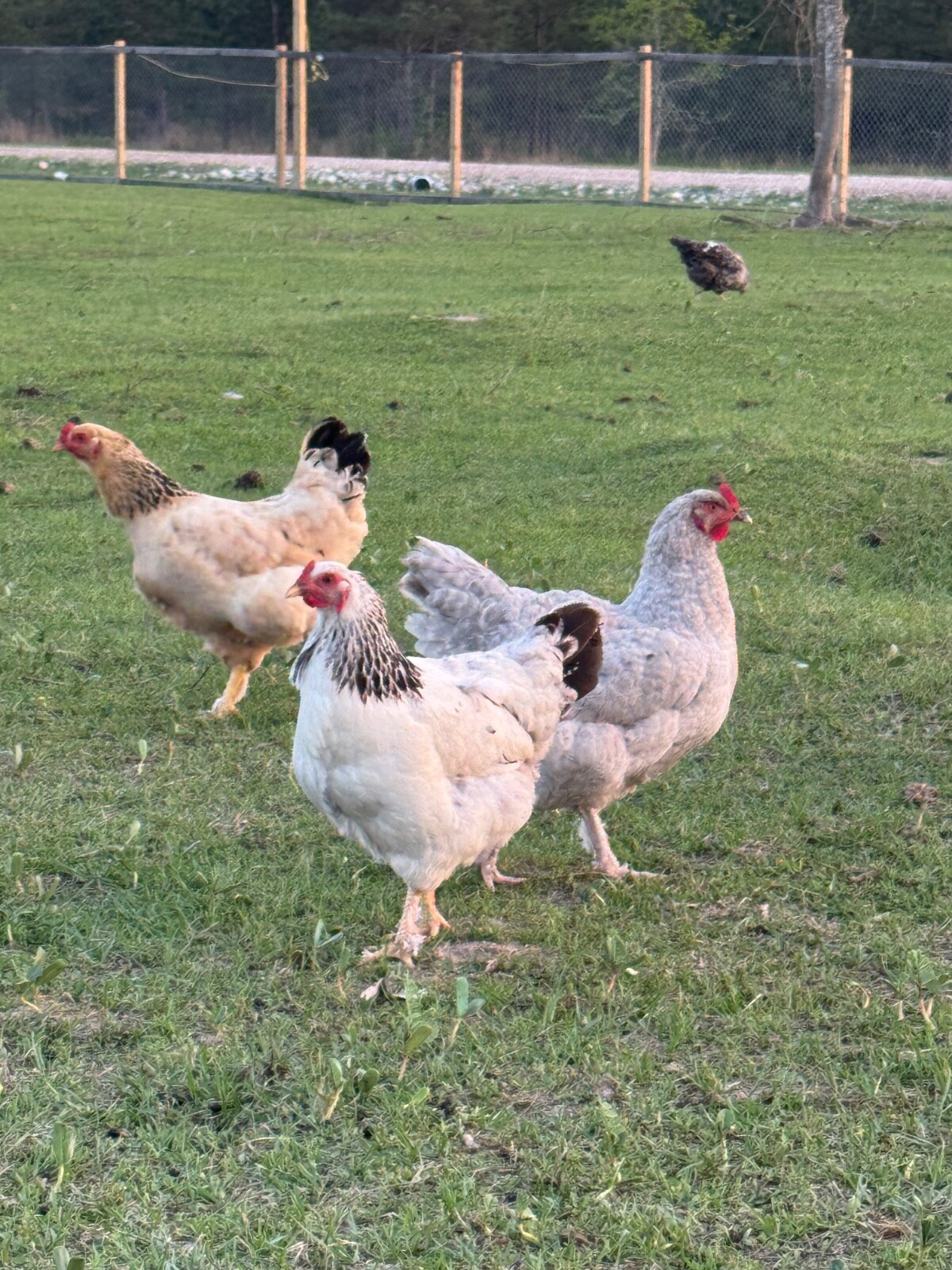12 Mix Hatching Eggs (Rare Breeds)