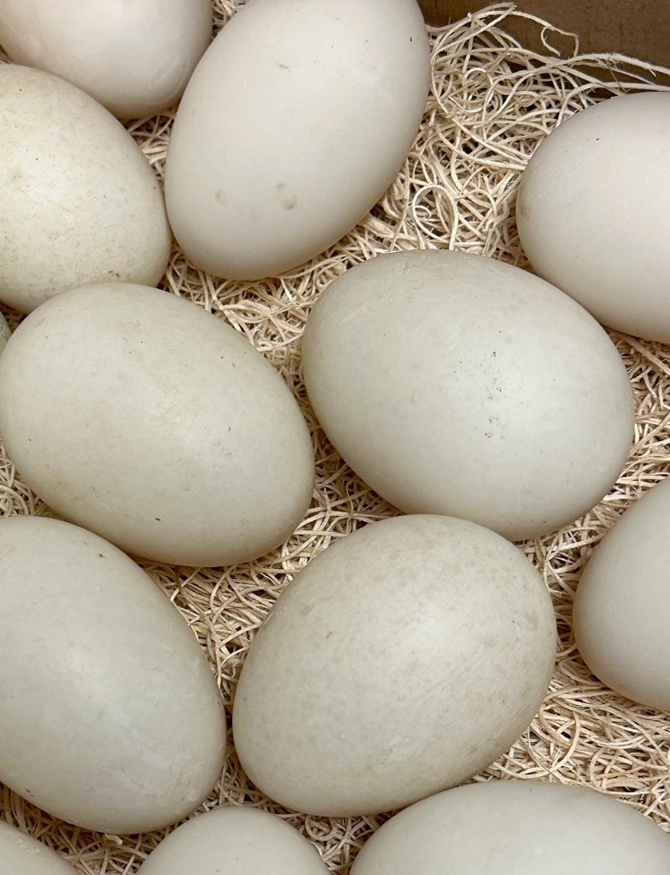 4 BLACK SWEDISH DUCK EGGS- WILL SHIP SAME DAY LAID