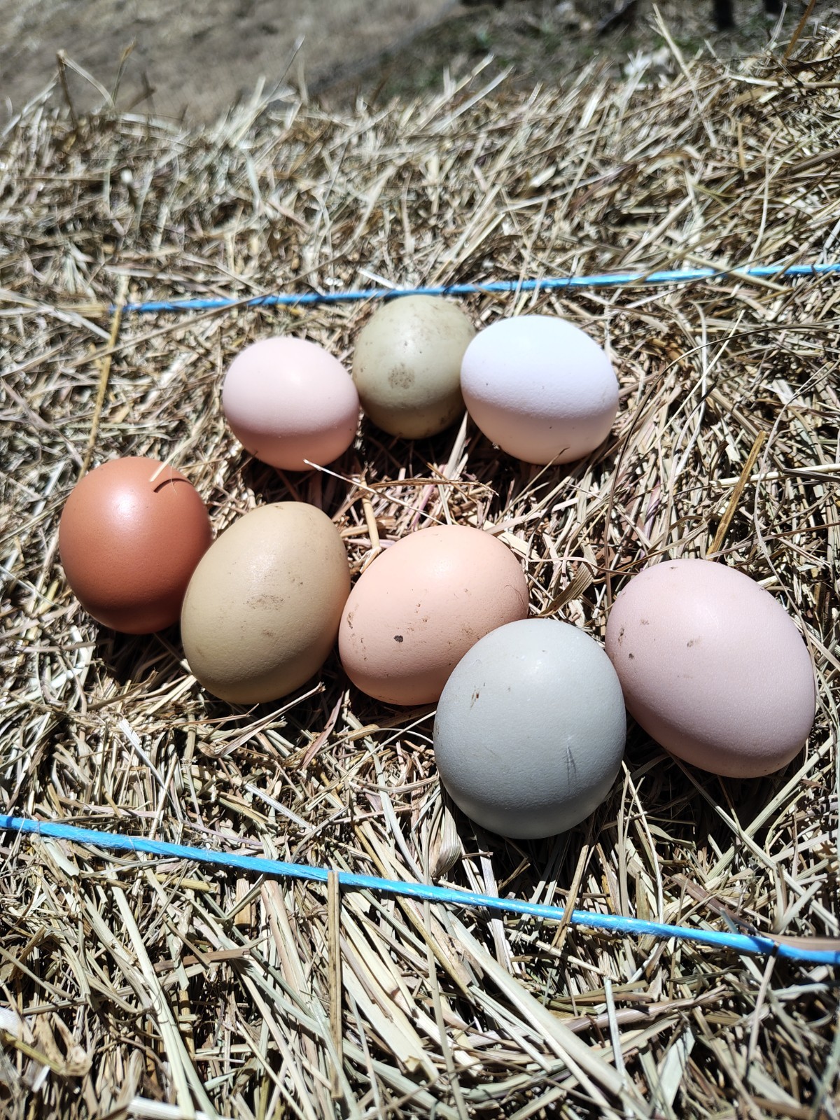 Assorted Rainbow Chicken Hatching Eggs (Assorted Colors)