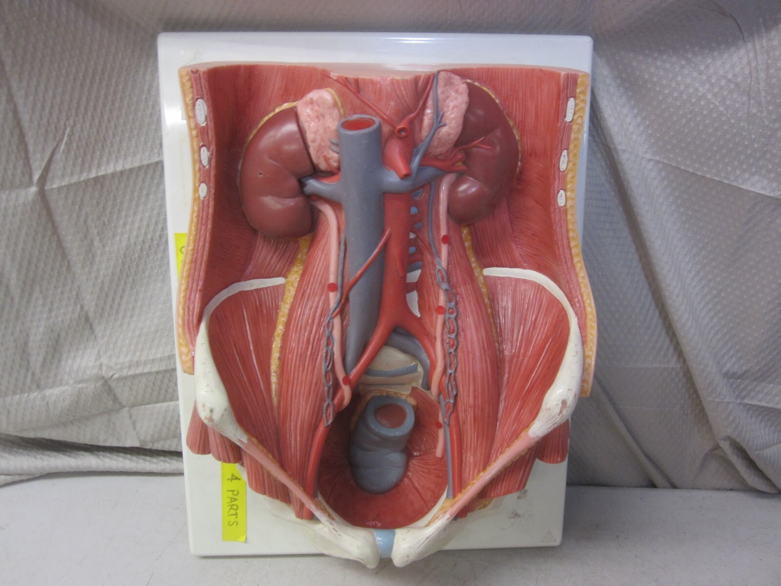 3B Scientific Dual Sex Urinary System Model