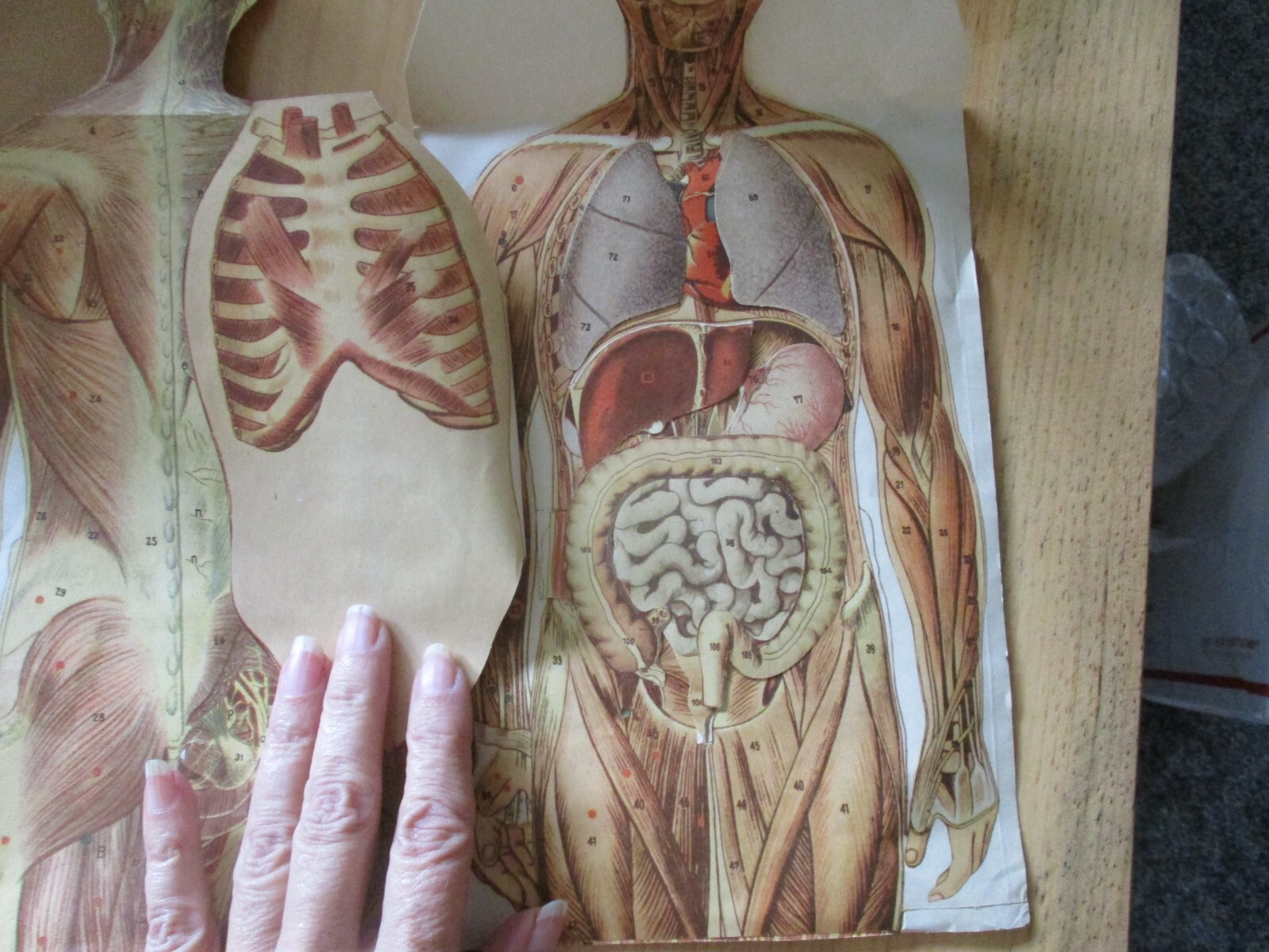 Vintage Anatomical Sectional Models Flip Charts Mankins