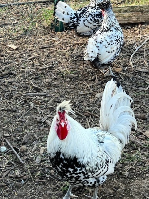 8 + Silver Appenzeller Spitzhauben Hatching Eggs