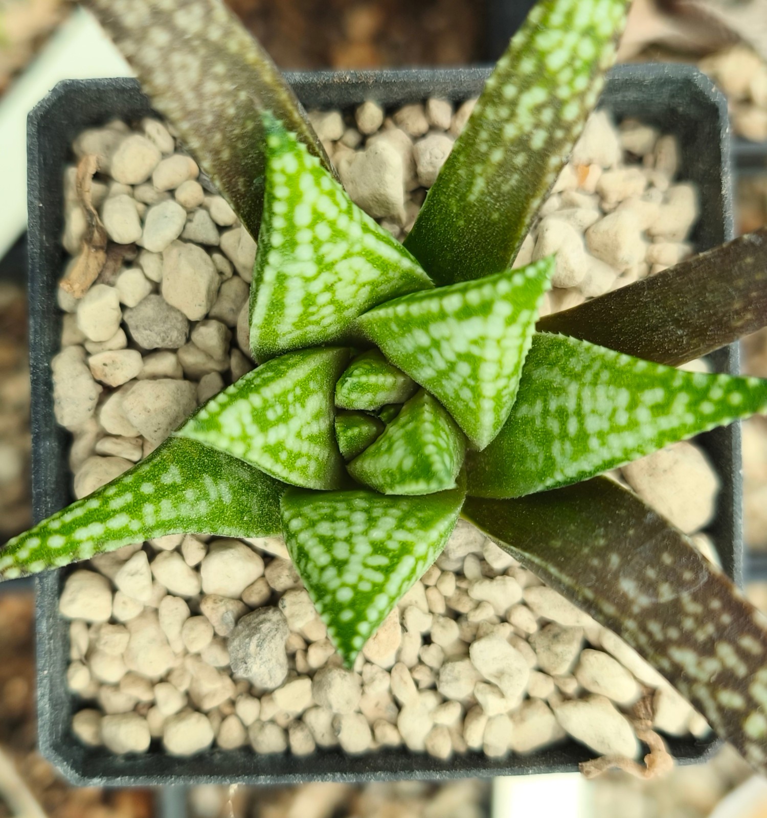 HW349 Koelmaniorum hybrid, brown pattern, Phyto available