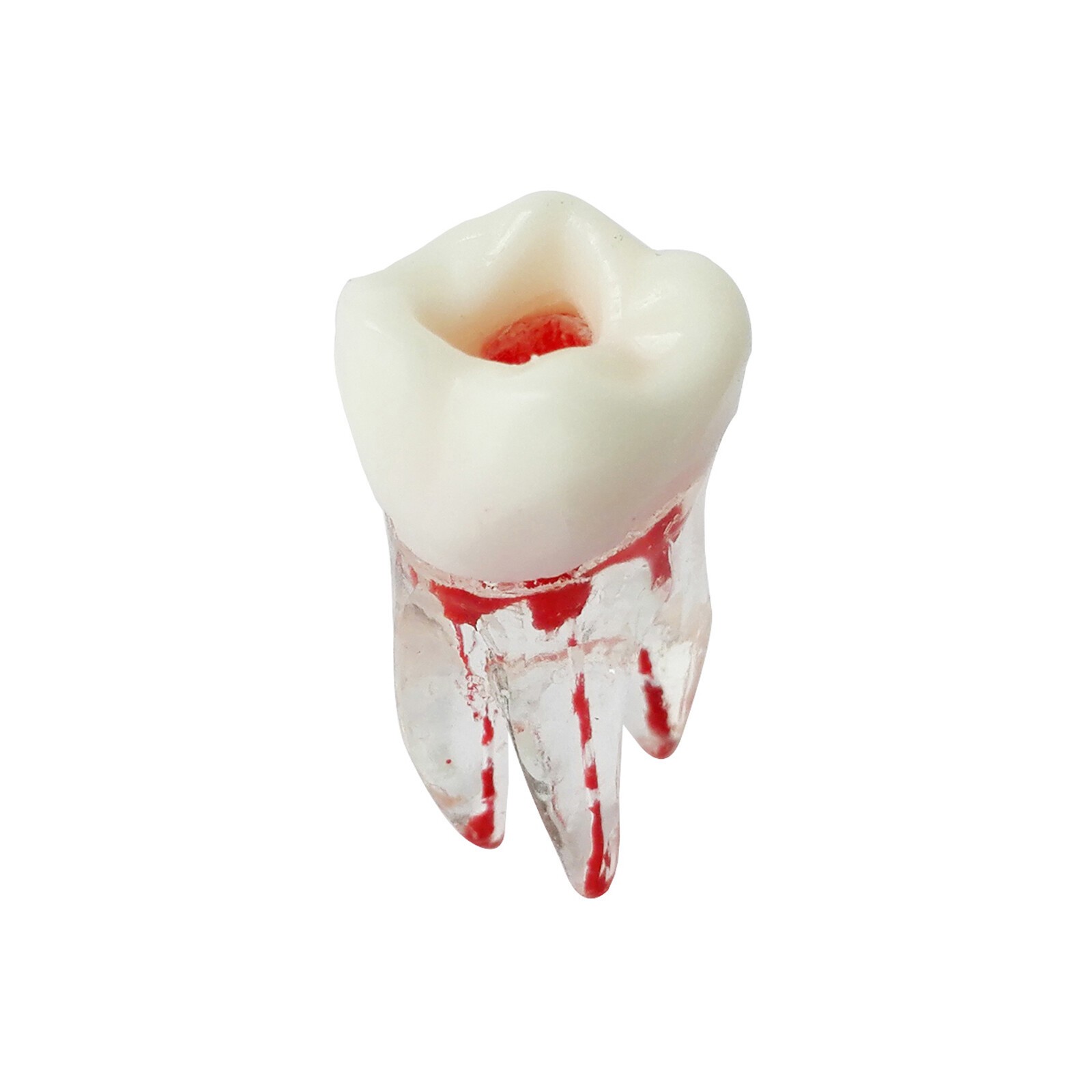Dentist Dental Plastic Teeth Tooth Molar Teaching Analysis Model for Study